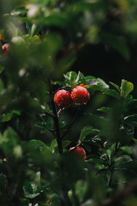 Close-up of red berries growing on plant