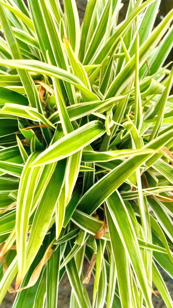 green, plant, growth, leaf, grass, plant part, tree, nature, beauty in nature, no people, backgrounds, full frame, flower, close-up, palm tree, day, outdoors, freshness, food and drink, saw palmetto, agriculture, food