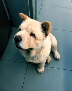 High angle view of dog looking away