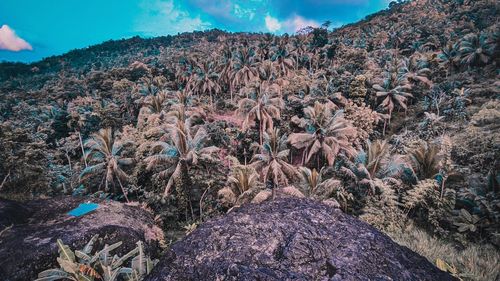 Plants growing on land