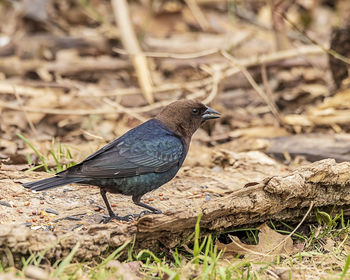 Bird perching on a field