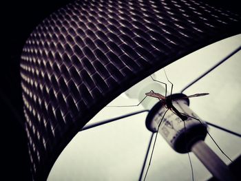 Close-up of insect