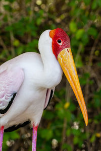 Close-up of a bird