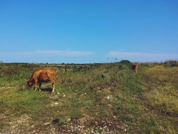 Horse grazing on field against clear blue sky