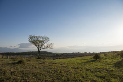 Tree on field against clear sky