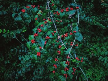 Red berries growing on tree