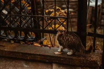 Cat sitting on metal railing