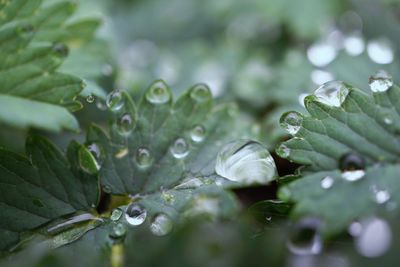 Close-up of water drops on green leaves