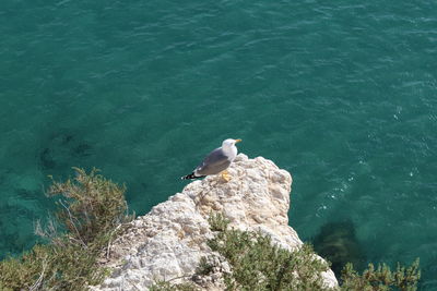 High angle view of seagulls perching on rock in sea