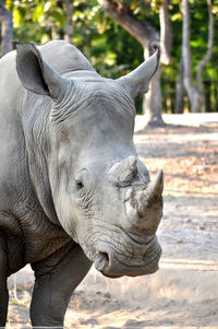 Close-up of white rhinosorus on field
