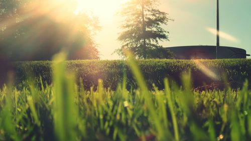 Close-up of fresh green plants in farm
