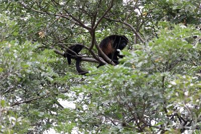 Monkey on tree branch