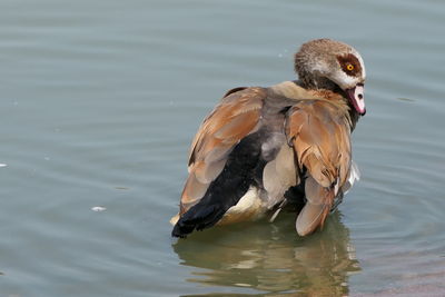 High angle view of duck swimming in lake