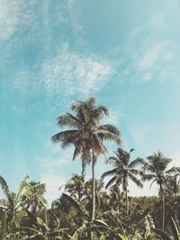 Low angle view of palm trees against sky