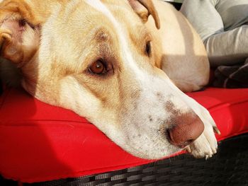 Close-up of a dog resting