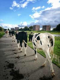 Cows on field against sky