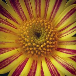 Full frame shot of daisy flower