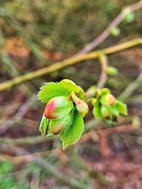 Close-up of green flower buds on branch