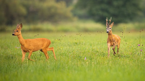 Deer standing on field