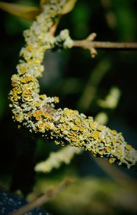 Close-up of yellow flowering plant