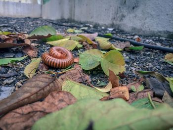 Close-up of snail on ground