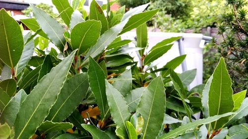 Close-up of green leaves on plant