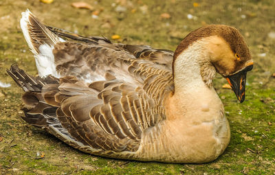 Brown duck resting after a bath