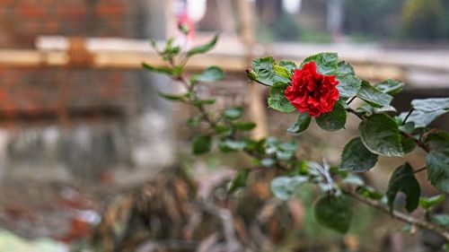 Close-up of red rose flower