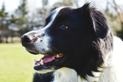 Close-up of dog looking away