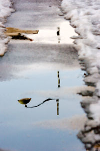 Close-up of birds in lake during winter