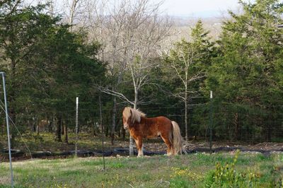 Horse on field against trees