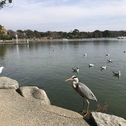 Ducks on rock by lake against sky