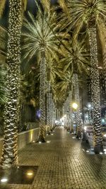 Illuminated street lights at night