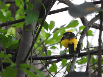 Low angle view of bird perching on tree