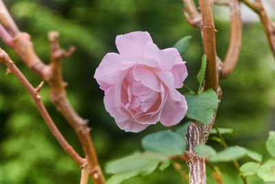 Close-up of pink flowering plant