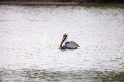 Bird swimming in lake