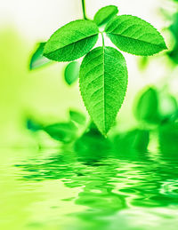 Close-up of fresh green leaves in water