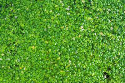 Full frame shot of plants in water
