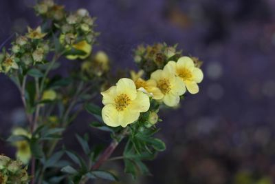 Close-up of yellow flowering plant