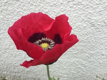 Close-up of red flower