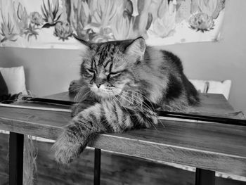 Cat relaxing on table