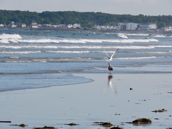 Birds flying over beach