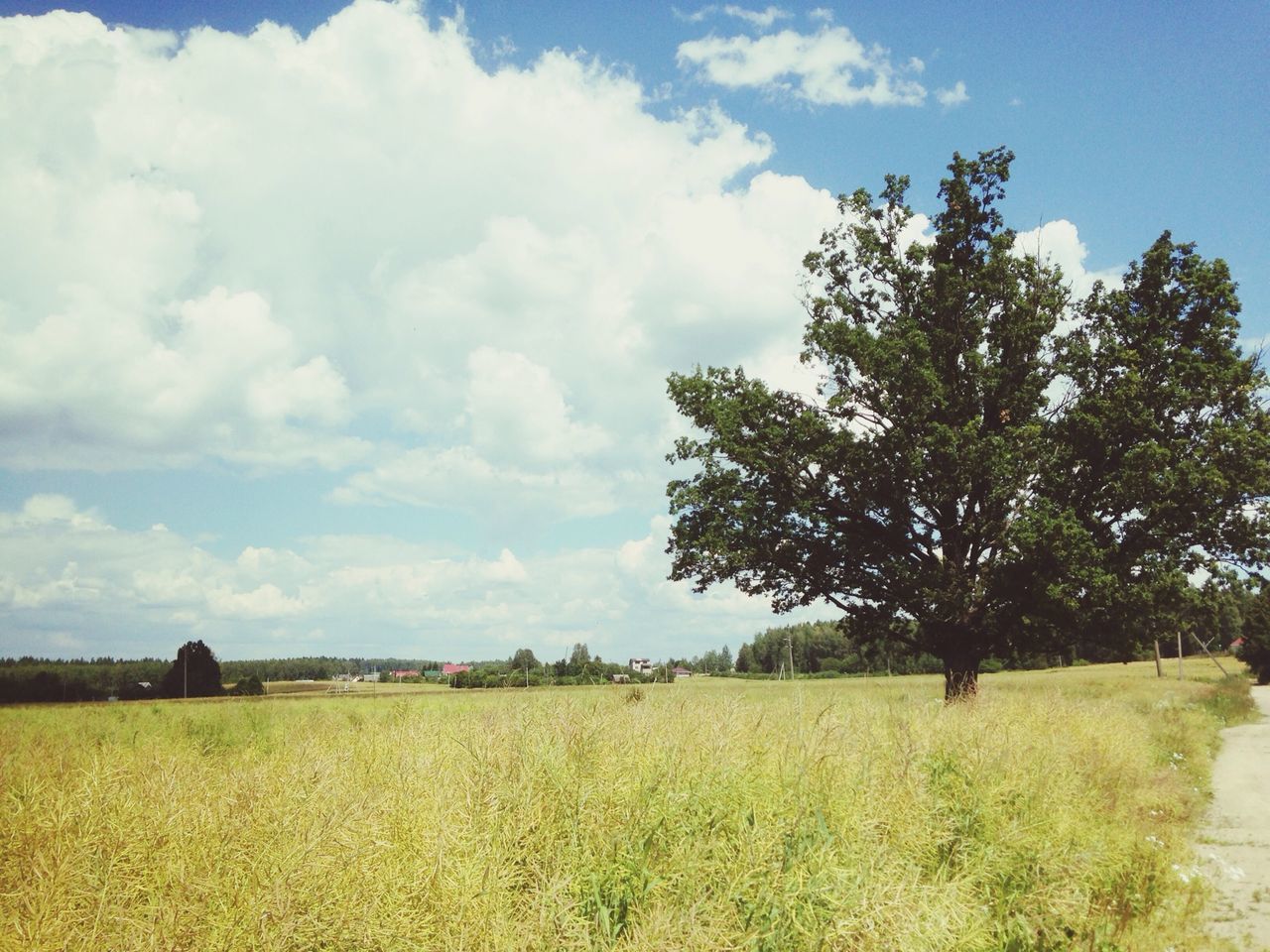 field, tranquil scene, tranquility, landscape, sky, beauty in nature, scenics, grass, tree, nature, growth, rural scene, agriculture, cloud, cloud - sky, green color, grassy, horizon over land, day, farm