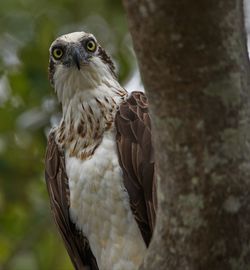 Close-up of owl on tree trunk