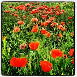 Close-up of red poppy flower in field