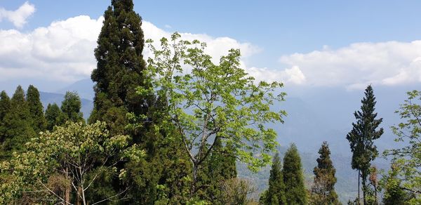 Low angle view of trees against cloudy sky