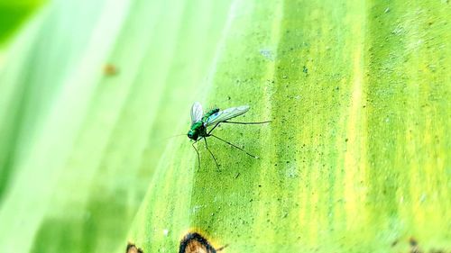 Close-up of fly on green leaf