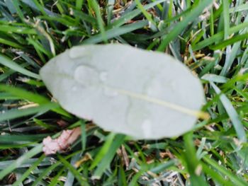 Close-up of fresh green grass in field