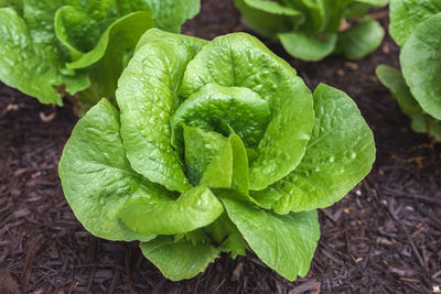 Head of fresh, organic romaine lettuce growing in a suburban kitchen garden