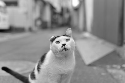 Close-up of cat sitting outdoors